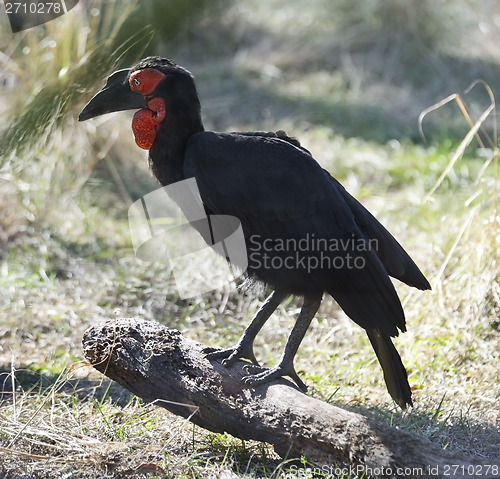 Image of Ground Hornbill