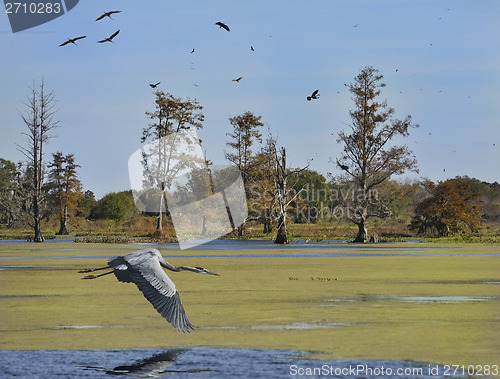 Image of Florida Wetlands