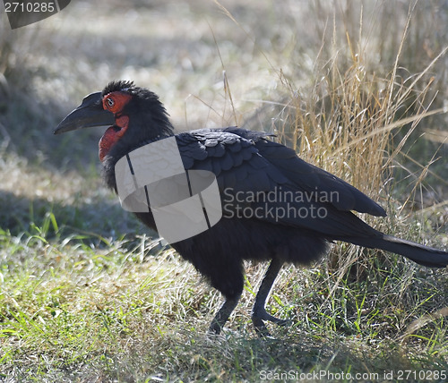 Image of Ground Hornbill