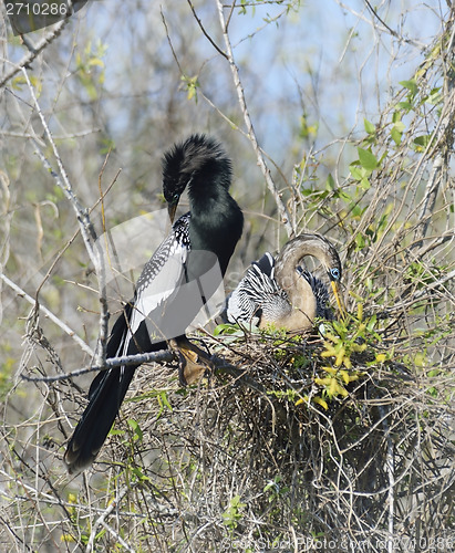 Image of Anhinga Birds 