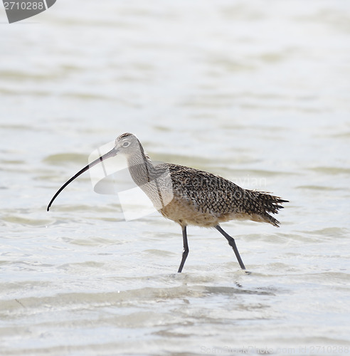 Image of Long-billed Curlew 