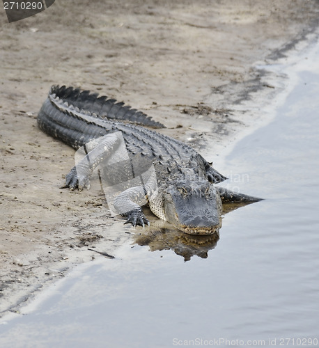 Image of American Alligator 
