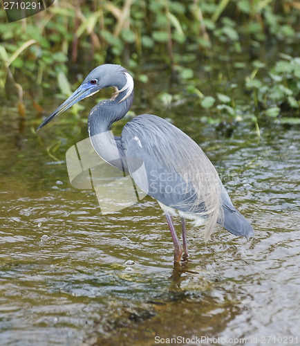 Image of Tricolored Heron