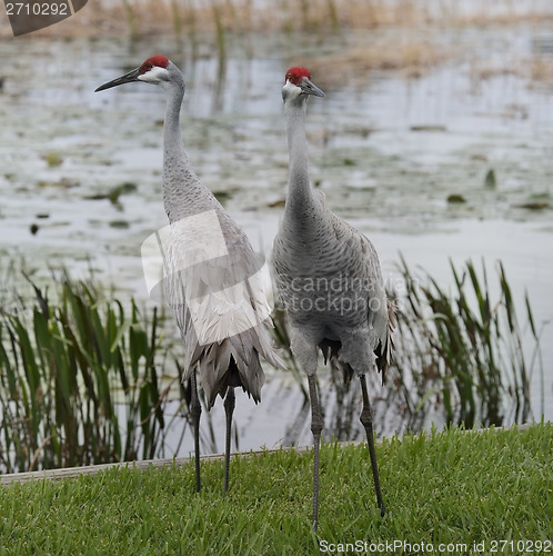 Image of Sandhill Cranes