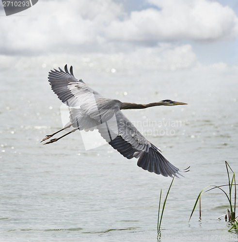 Image of Great Blue Heron