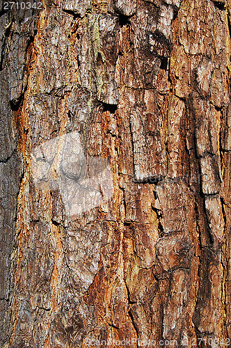 Image of bark