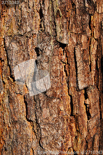 Image of bark