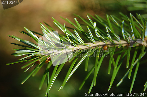 Image of Pine branch closeup