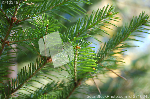 Image of Pine branch closeup