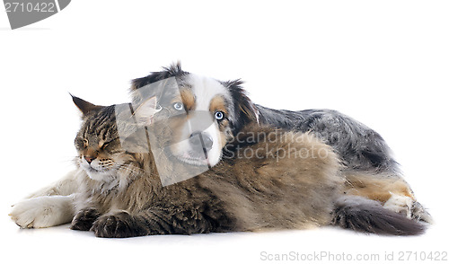 Image of dog and cat