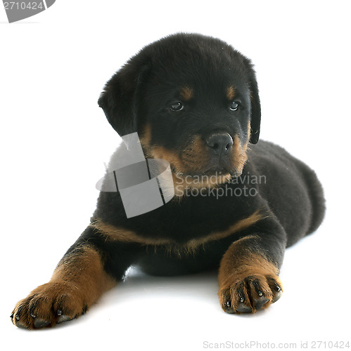 Image of puppy rottweiler