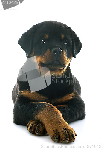 Image of puppy rottweiler