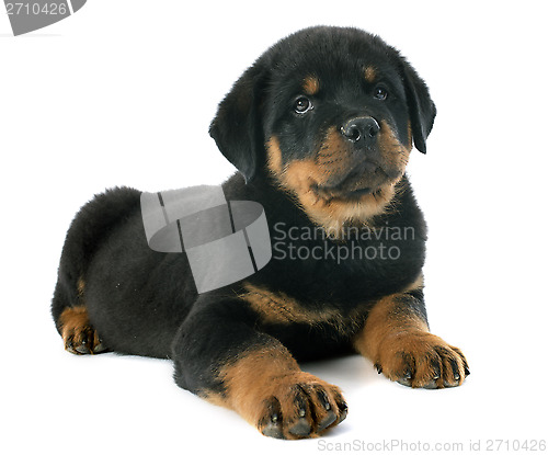 Image of puppy rottweiler