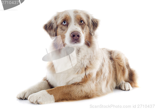 Image of australian shepherd