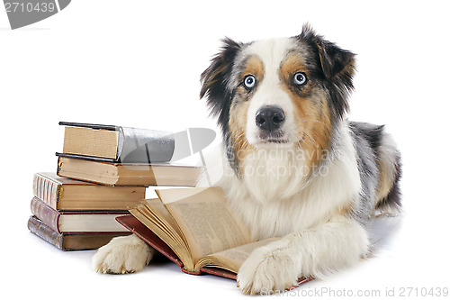 Image of australian shepherd and books
