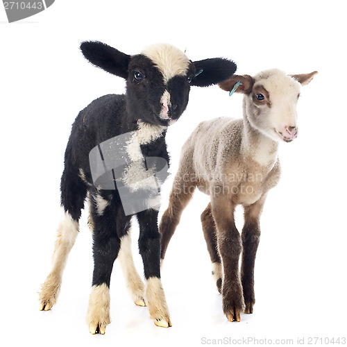 Image of young lambs