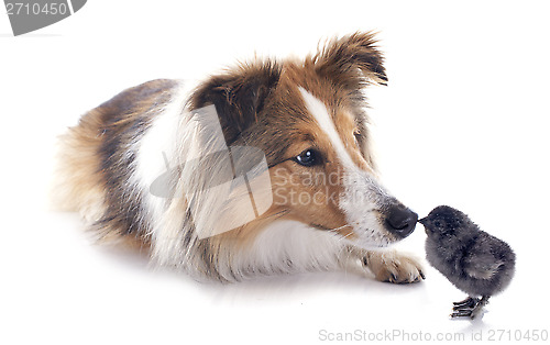 Image of shetland dog and chick