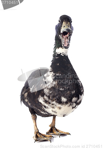 Image of male duck