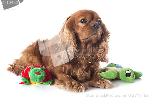 Image of cavalier king charles