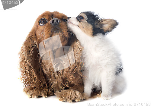 Image of papillon puppy and cavalier king charles