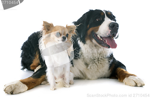 Image of bernese moutain dog and chihuahua