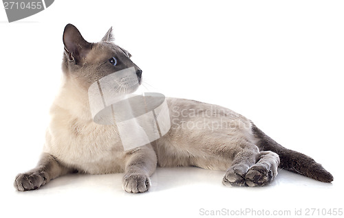 Image of Siamese Cat