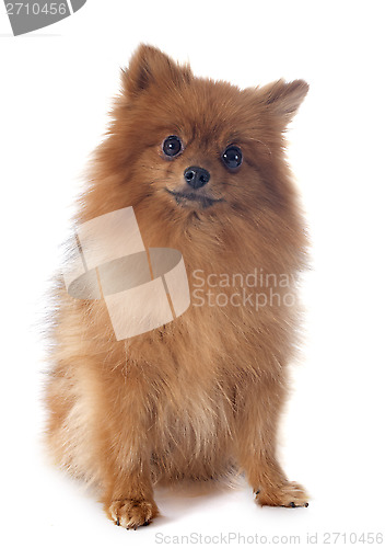 Image of pomeranian spitz