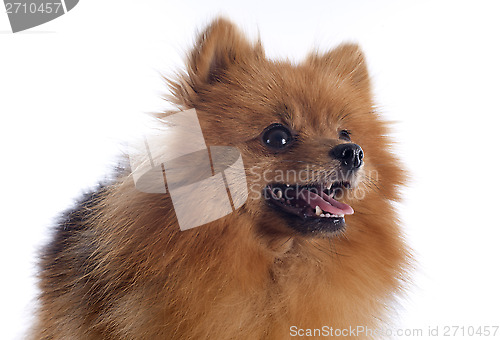 Image of pomeranian spitz
