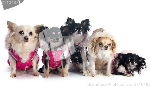 Image of dressed chihuahuas