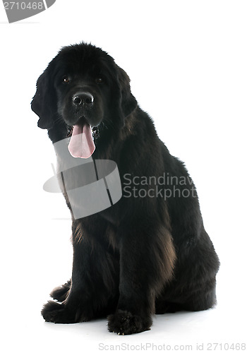 Image of newfoundland dog