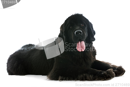 Image of newfoundland dog