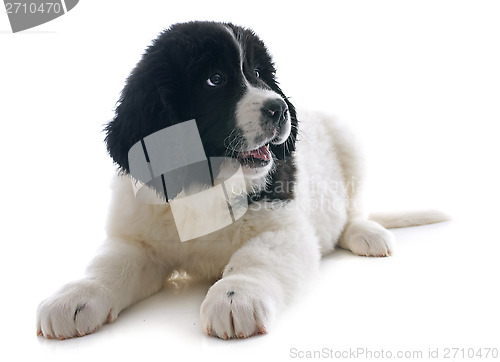 Image of landseer puppy