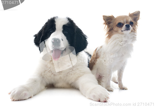 Image of landseer puppy and chihuahua