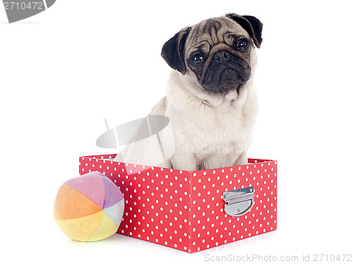 Image of young pug in box