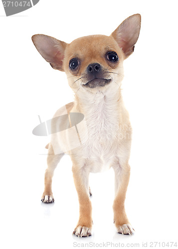 Image of puppy chihuahua