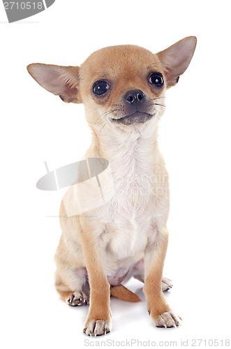 Image of puppy chihuahua