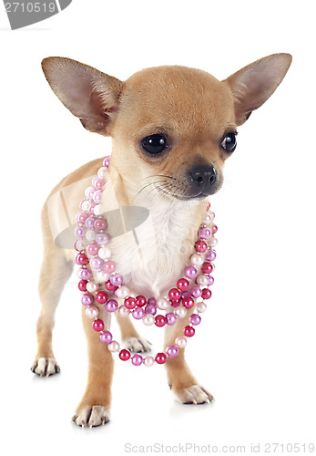 Image of puppy chihuahua