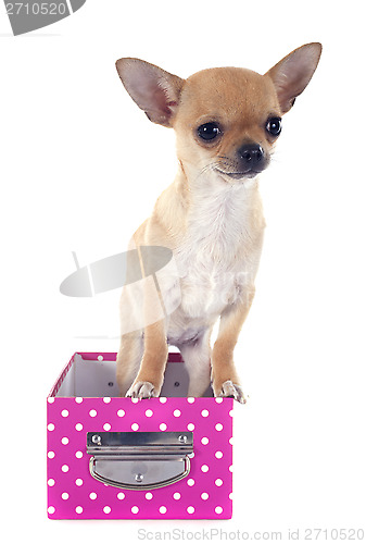 Image of puppy chihuahua