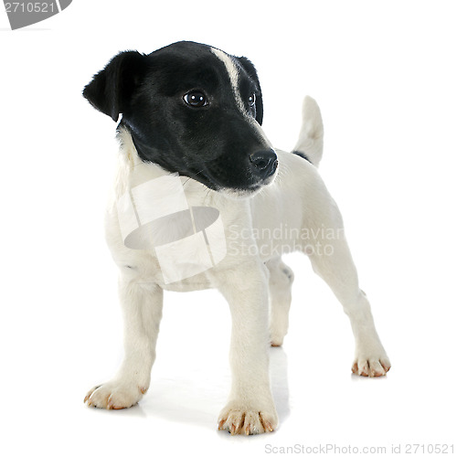 Image of puppy jack russel terrier