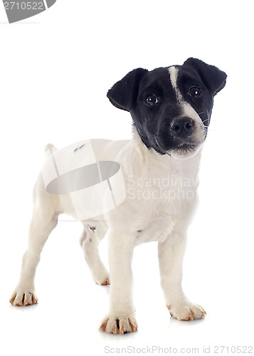 Image of puppy jack russel terrier