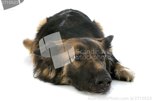 Image of german shepherd