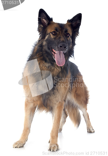 Image of german shepherd