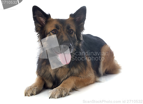 Image of german shepherd