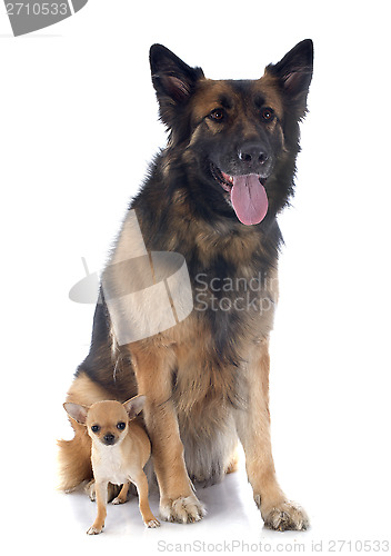 Image of puppy chihuahua and german shepherd