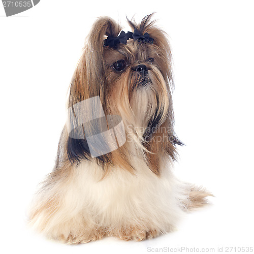 Image of Shih Tzu