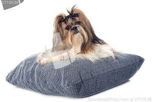 Image of Shih Tzu