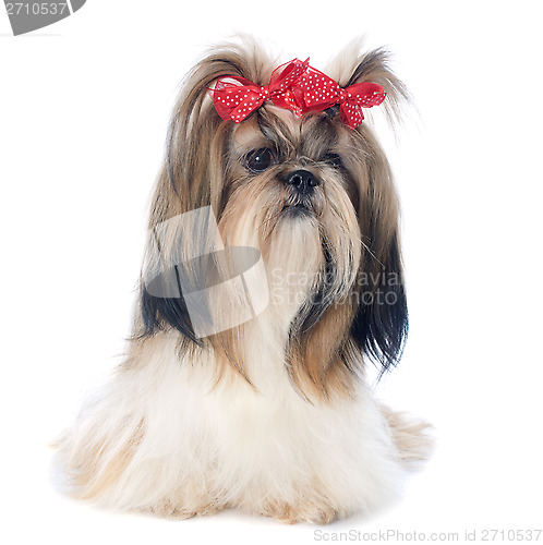 Image of Shih Tzu