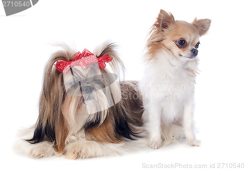 Image of Shih Tzu and chihuahua