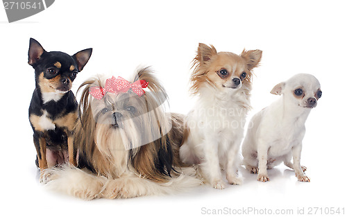 Image of four little dogs