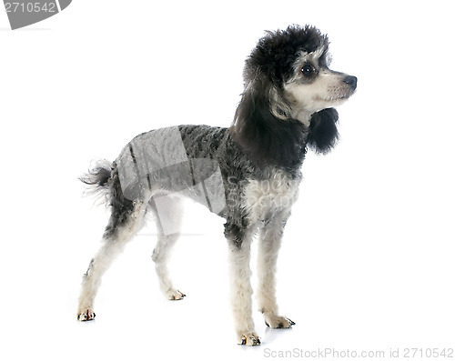 Image of bicolor poodle 